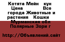 Котята Мейн - кун › Цена ­ 19 000 - Все города Животные и растения » Кошки   . Мурманская обл.,Полярные Зори г.